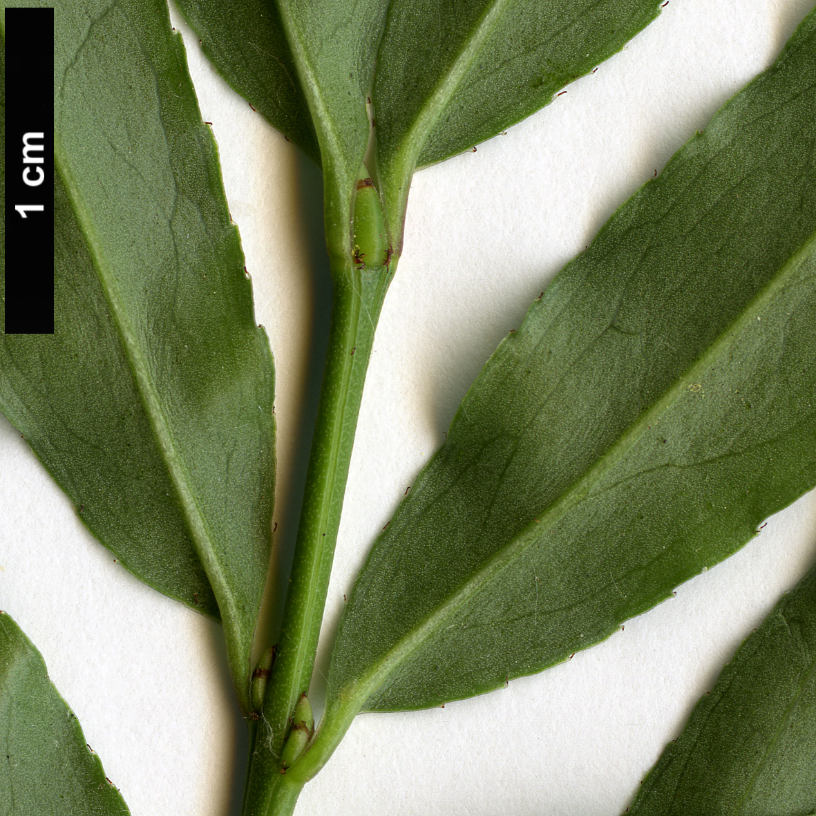 High resolution image: Family: Celastraceae - Genus: Euonymus - Taxon: cornutus - SpeciesSub: var. quinquecornutus